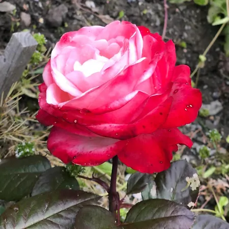 Cosy Le Bouquetin Jacuzzi Et Sauna Ideal Familles & Couples Vue Imprenable * Nendaz